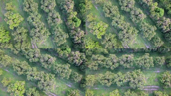 泰国的芒果园芒果果园