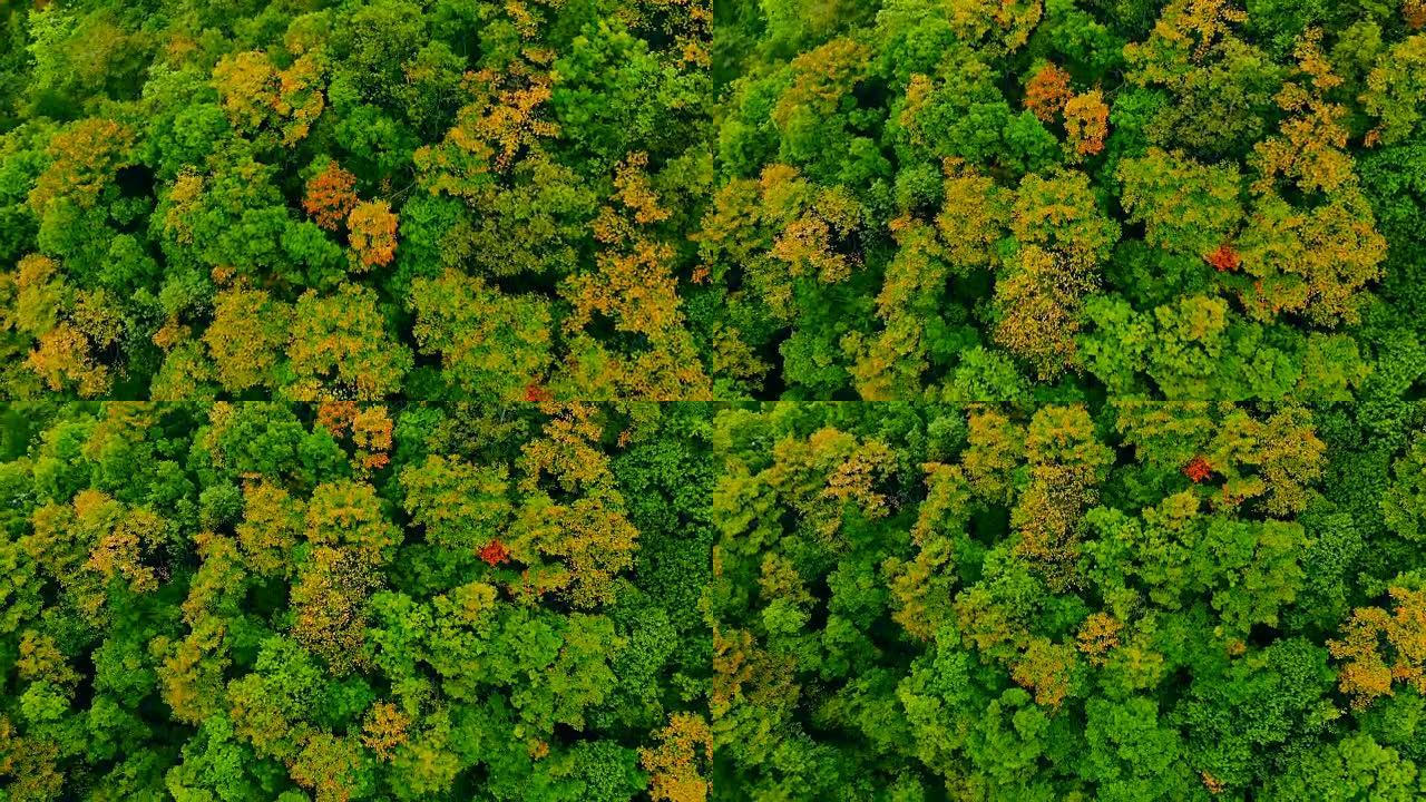 森林树的鸟瞰图航拍俯拍秋季风光山林植被