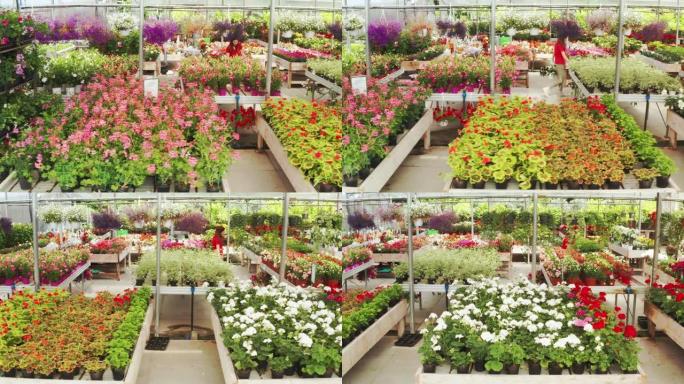 晴天在植物商店温室中拍摄不同种类的花朵