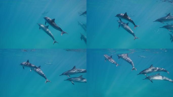 一群海豚在蓝色的海洋中一起游泳