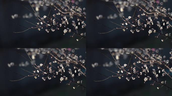 湖州春日梅花梅园铁佛寺近景