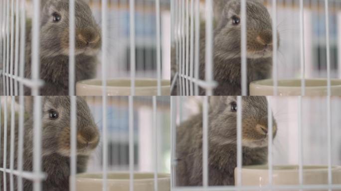 笼子里的大毛茸茸的灰色兔子在吃东西