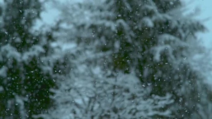 慢动作: 大片白色雪花从天而降，落在树上。