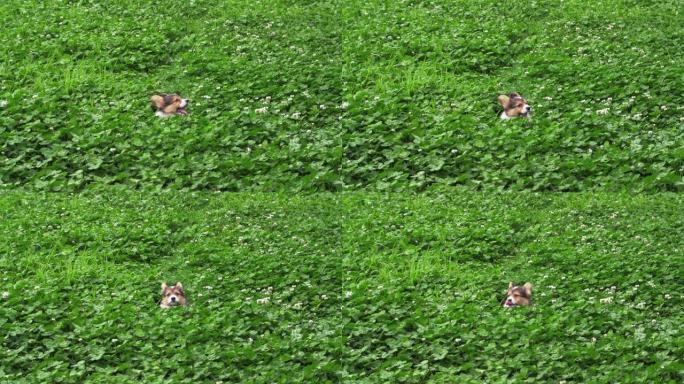 一只可爱的小狗科基狗坐在自然草地上
