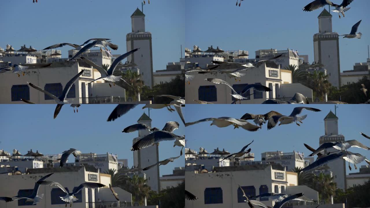在摩洛哥埃绍伊拉的一个鱼市，海鸥在空中飞翔的慢镜头