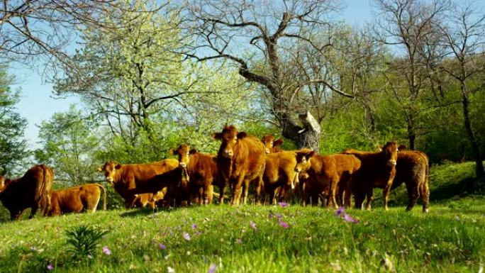 在农场的围栏上散步时，释放了一群美丽，整洁的牛群 (棕色)，从侧面拍摄了美丽的电影，背景是gras和