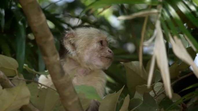 哥斯达黎加雨林中的野生白面猴子。