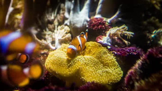 小丑鱼和海葵海底世界海洋生物探索小丑鱼