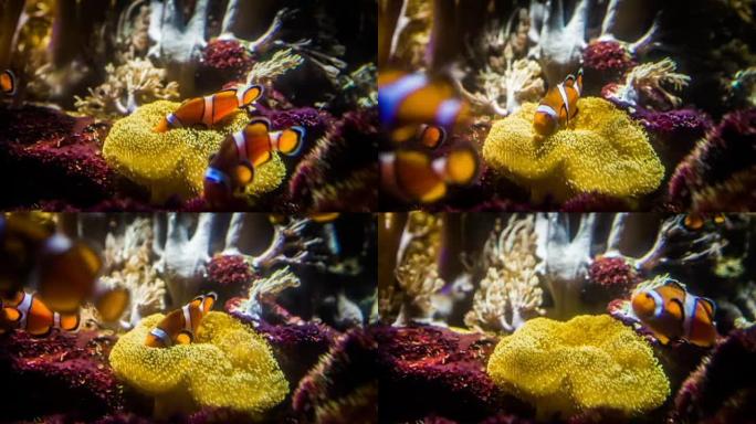 小丑鱼和海葵海底世界海洋生物探索小丑鱼
