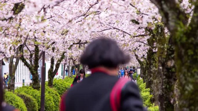 日本樱花的时间流逝