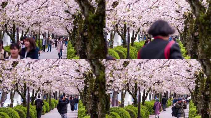 日本樱花的时间流逝