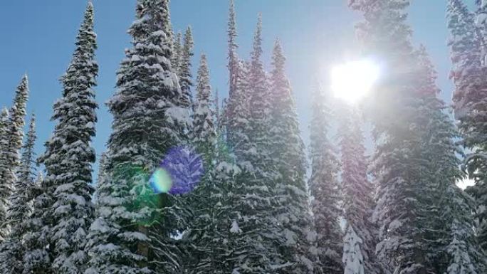 冬季降雪的松树林阳光树木冰雪