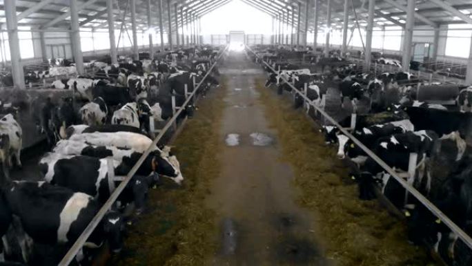 牛棚里有一条装满奶牛的通道