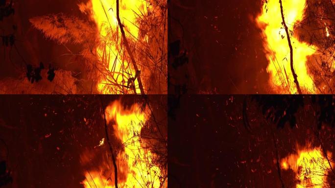 夜间倾斜燃烧的大火在森林的自然区域爆炸，树枝