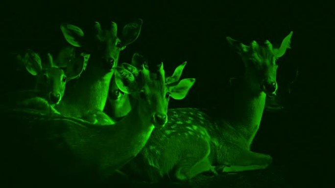 夜景群鹿抬头