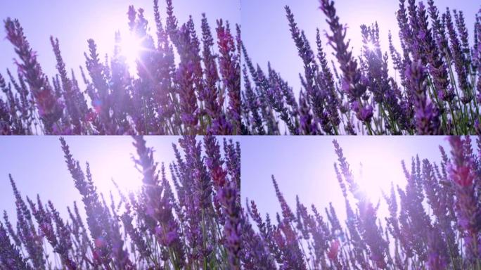 镜头耀斑: 忙碌的蜜蜂在普罗旺斯的薰衣草芳香灌木丛中飞来飞去。