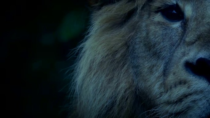 狮子在晚上抬头狮子晚上