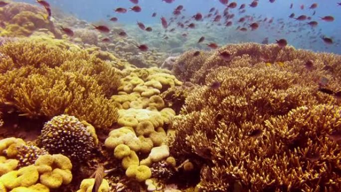 我们都需要团结起来拯救我们的珊瑚礁