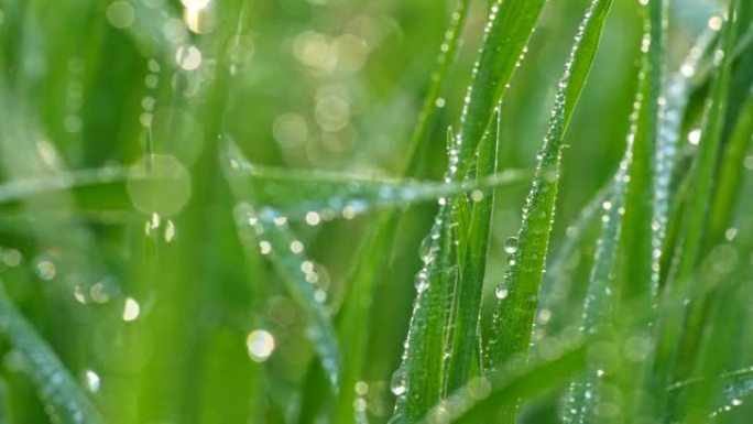 绿色的草叶世界覆盖着晶莹剔透的露珠。抽象宏滑块镜头，4K
