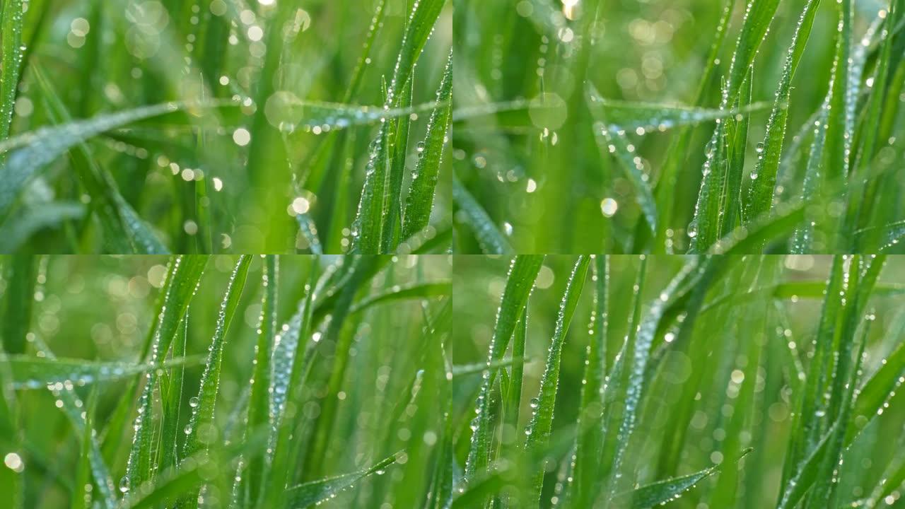 绿色的草叶世界覆盖着晶莹剔透的露珠。抽象宏滑块镜头，4K