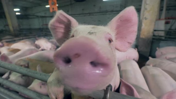 嗅探相机时关闭猪的鼻子