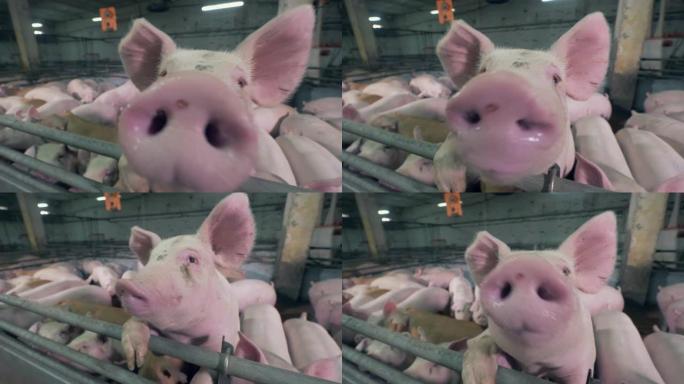 嗅探相机时关闭猪的鼻子