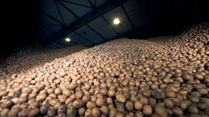 大土豆存储，底部视图。仓库里成堆的土豆。