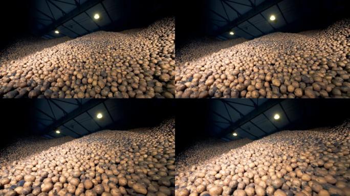 大土豆存储，底部视图。仓库里成堆的土豆。