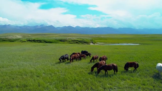 草原上放牧的马群畜牧大自然唯美