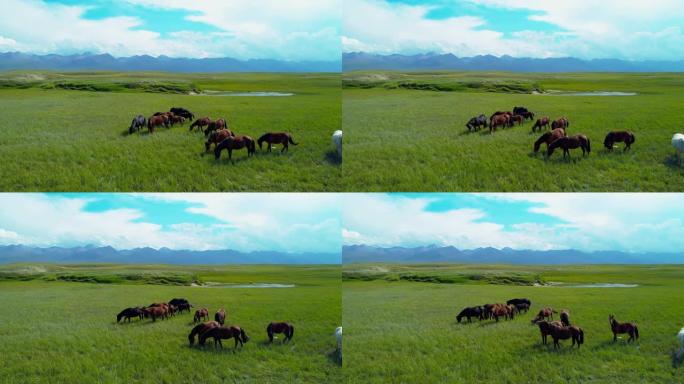 草原上放牧的马群畜牧大自然唯美