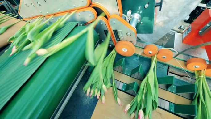 郁金香被机械绑起来的传送带。花卉生产自动化机械。