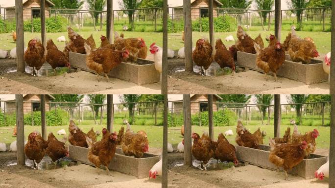 棕色母鸡的特写生活在乡下，在享受户外和清洁的同时啄食物