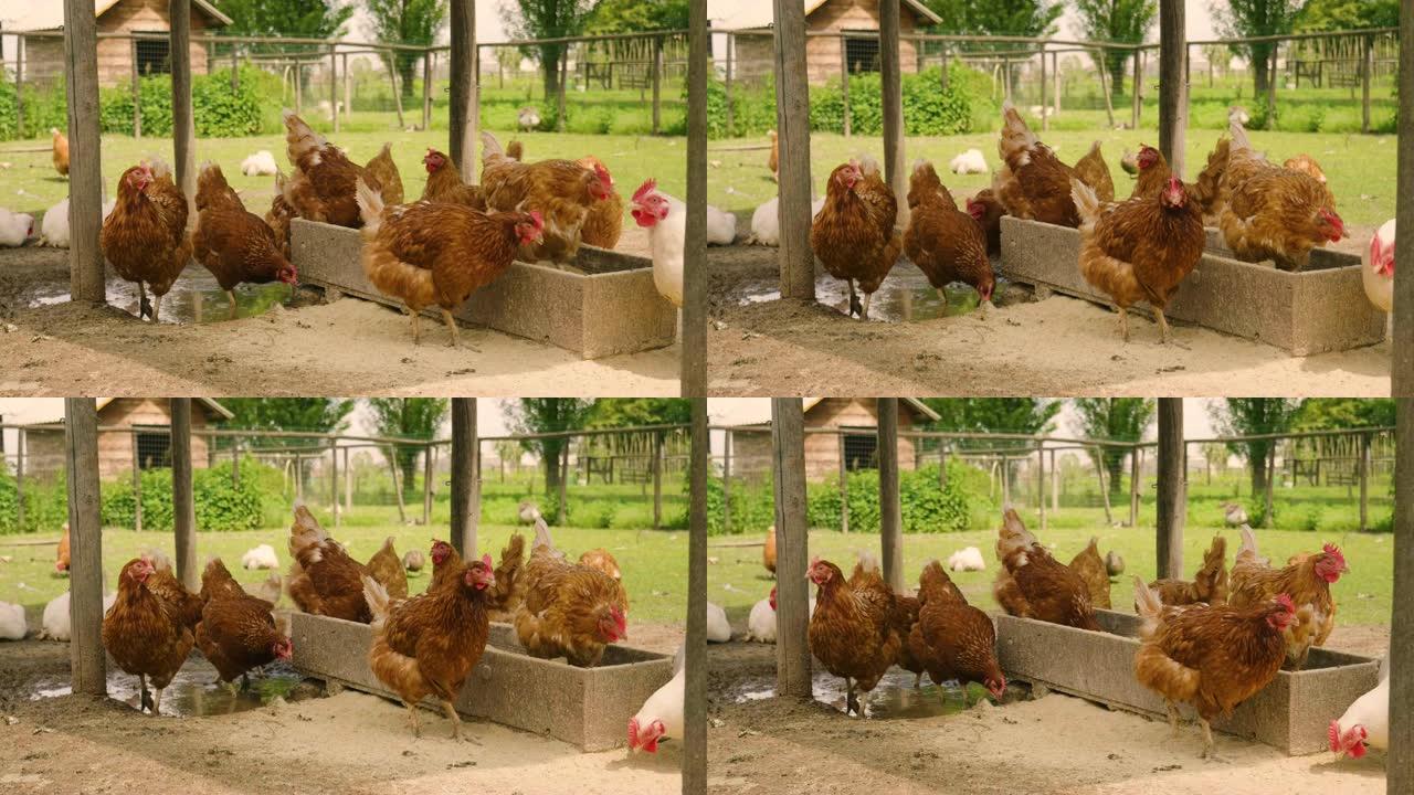 棕色母鸡的特写生活在乡下，在享受户外和清洁的同时啄食物