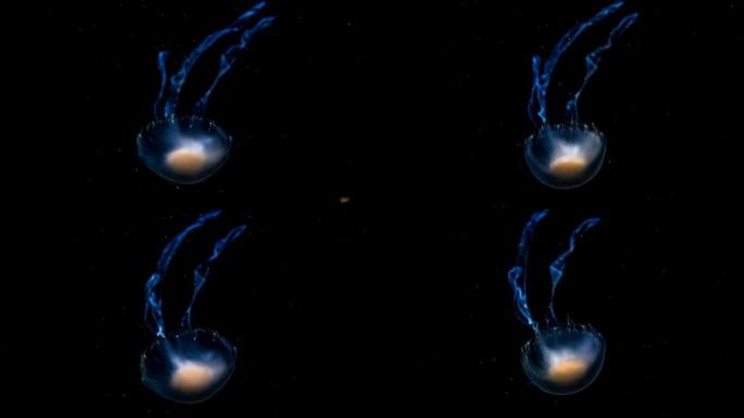 黑色背景上的水母游动的水母海洋水母