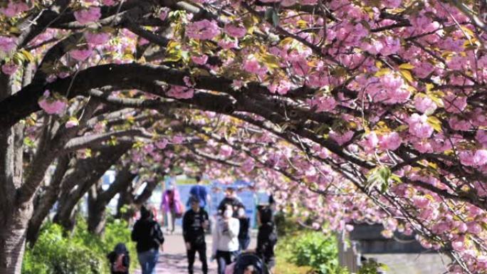 日本人沿着一排樱花树散步