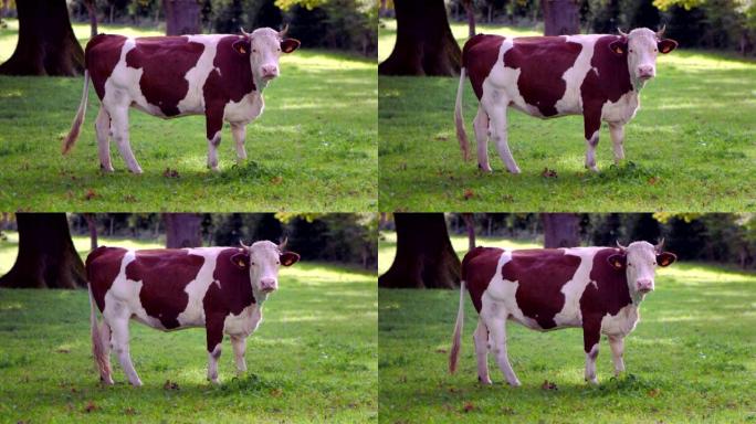 年轻的奶牛棕色和白色站立，直接盯着相机在一个美丽的花园里，美丽的植物和草在自然环境中