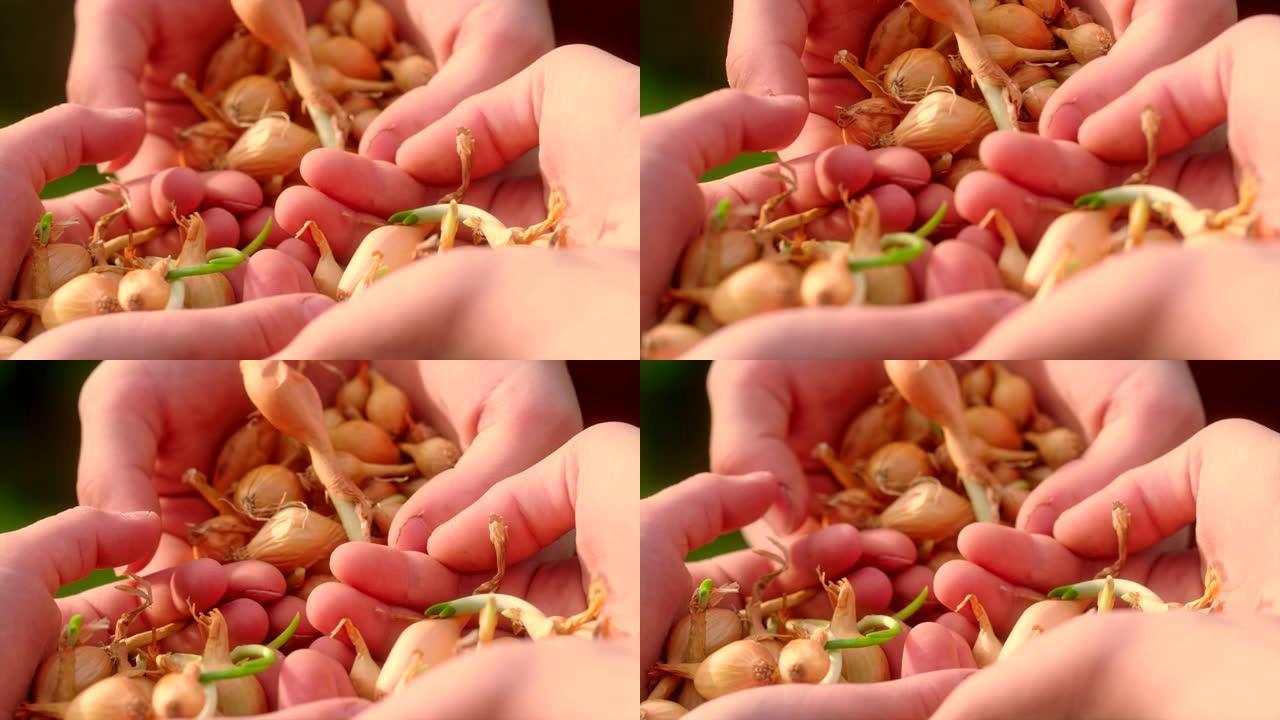 手里拿着洋葱种子的孩子。