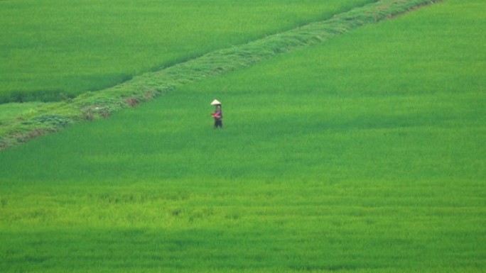 女工在美丽的越南郁郁葱葱的绿色田野里扔种子。