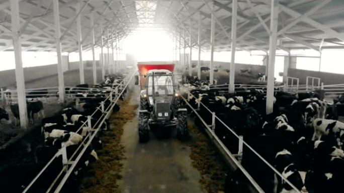 拖拉机上的农民在附近的小家喂牛。