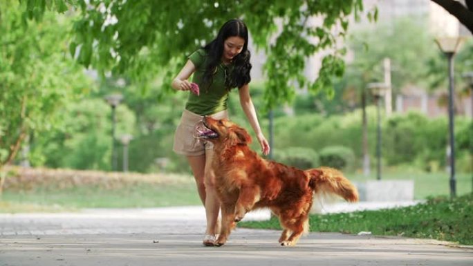 美丽的年轻中国女子户外行走金毛猎犬狗