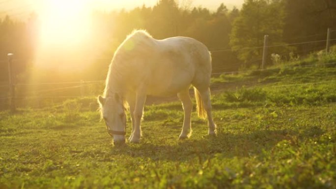 慢动作: 怀孕的年轻白母马在斯洛文尼亚一个平静的牧场上放牧。