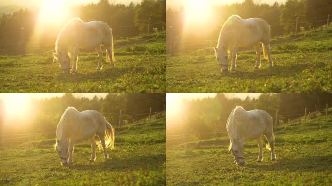 慢动作: 怀孕的年轻白母马在斯洛文尼亚一个平静的牧场上放牧。