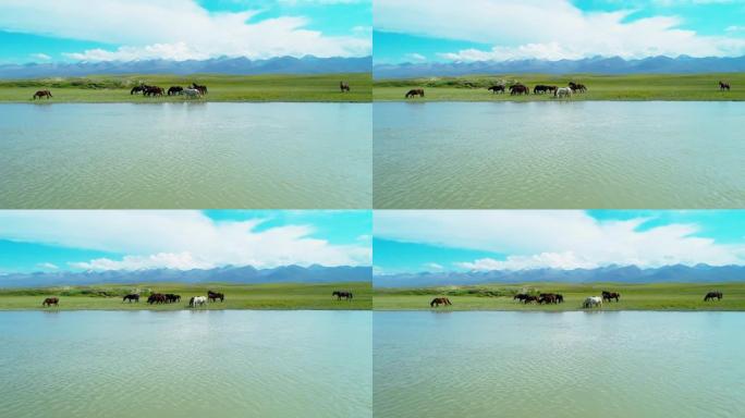 美丽的新疆草原景观