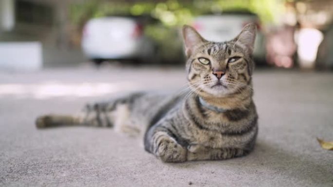 猫在外面休息与汽车背景