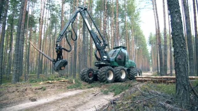 森林砍伐，森林砍伐概念。松树林，树木被机器砍伐
