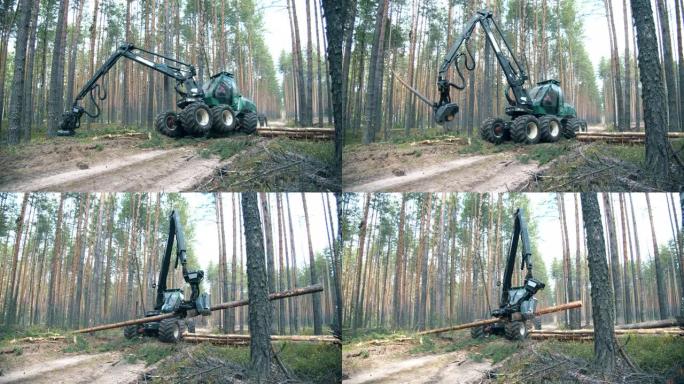森林砍伐，森林砍伐概念。松树林，树木被机器砍伐