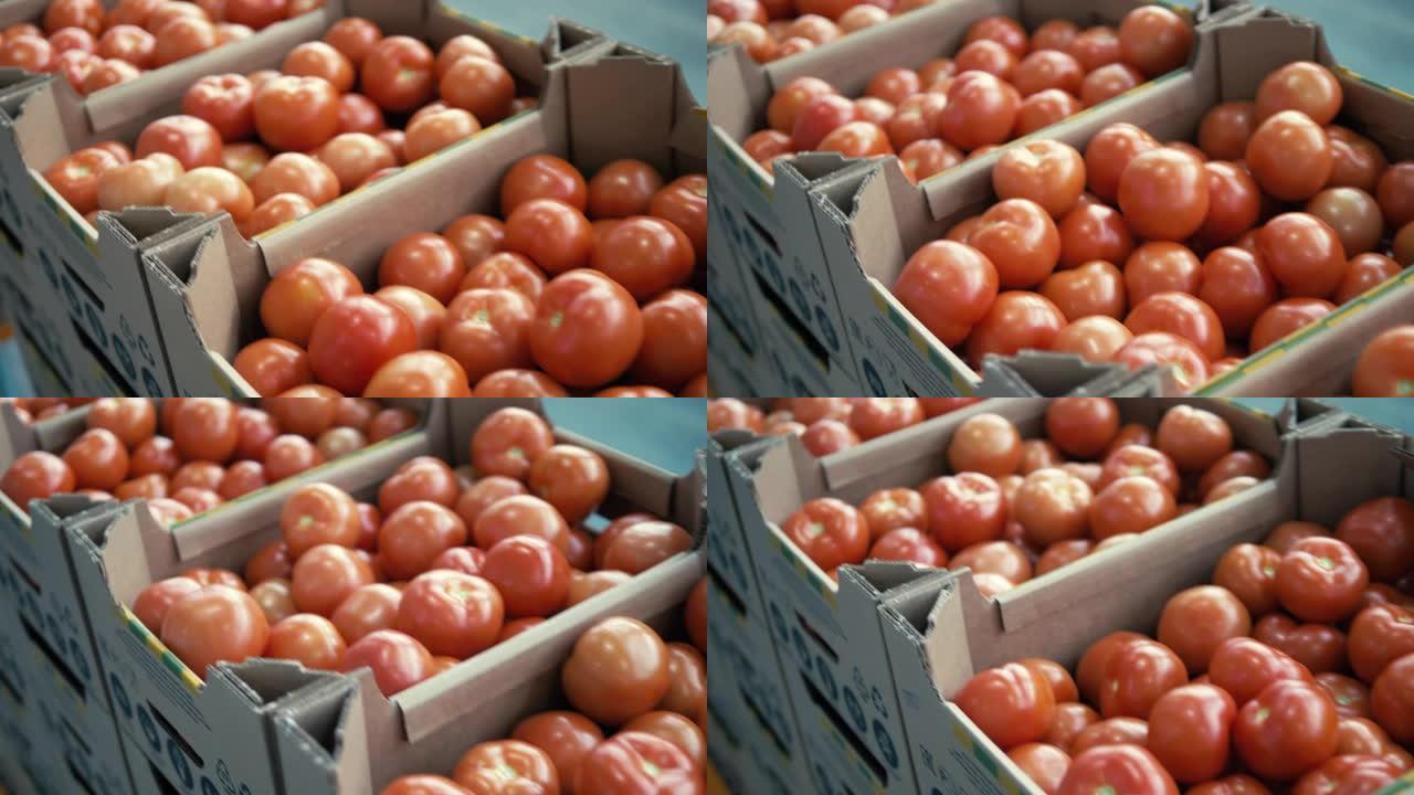 装满红熟番茄的纸板箱