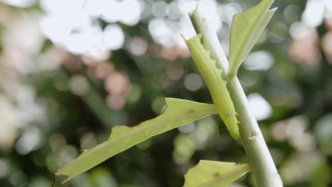 毛毛虫绿虫。毛毛虫绿虫