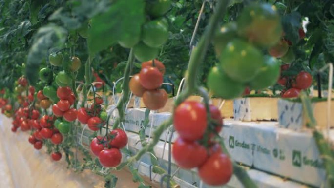 温室西红柿连接到施肥系统。农业产业概念。