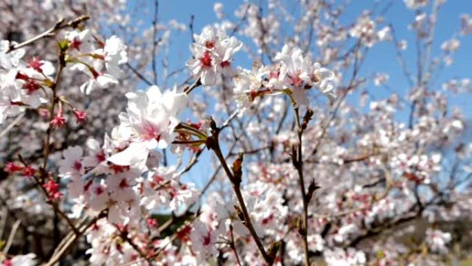 日本的春天樱花盛开